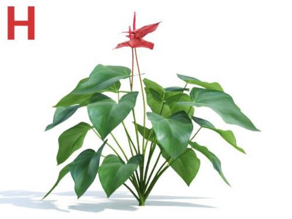 مدل سه بعدی گیاه - دانلود مدل سه بعدی گیاه - آبجکت سه بعدی گیاه - دانلود آبجکت سه بعدی گیاه - دانلود مدل سه بعدی fbx - دانلود مدل سه بعدی obj -Plant 3d model free download  - Plant 3d Object - Plant OBJ 3d models - Plant FBX 3d Models - بوته - Bush